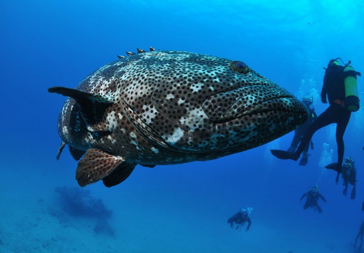 hamilton island agincourt reef