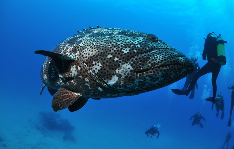 hamilton island agincourt reef
