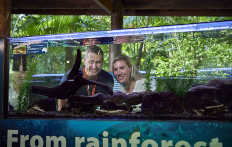 cape tribulation daintree discovery