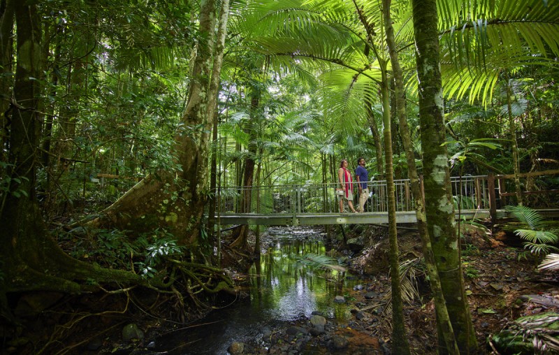cape tribulation daintree disovery centre