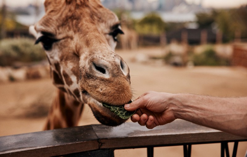 Taronga Zoo Destination NSW